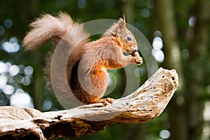 European Red Squirrel sciurus vulgaris In beautiful natural se