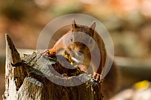 European Red Squirrel sciurus vulgaris In beautiful natural se