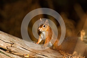 European Red Squirrel sciurus vulgaris In beautiful natural se