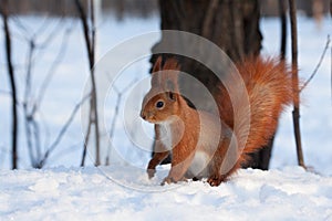 European red squirrel on snow in the forest