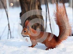 European red squirrel on snow in the forest