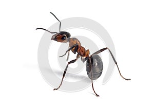 European red wood ant, Formica polyctena, isolated on white