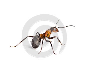 European red wood ant, Formica polyctena, isolated on white