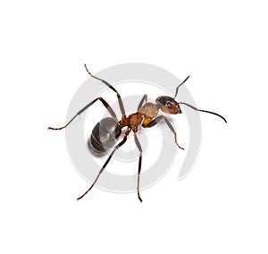 European red wood ant, Formica polyctena, isolated on white