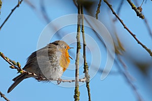 European redbreast robin sitting on branch twittering loudly with wide open beak