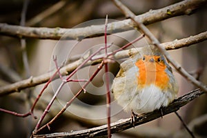 European redbreasted robin Erithacus rubecula