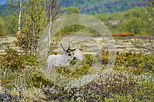 European Reindeer, Rangifer tarandus, also Caribou