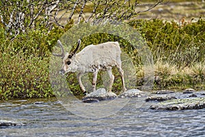 European Reindeer, Rangifer tarandus, also Caribou