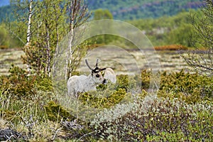 European Reindeer, Rangifer tarandus, also Caribou