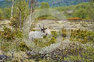 European Reindeer, Rangifer tarandus, also Caribou