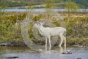 European Reindeer, Rangifer tarandus, also Caribou