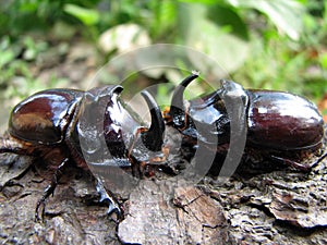 European rhinoceros beetle