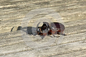 European rhinoceros beetle