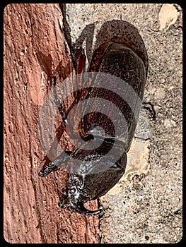 European Rhinoceros beetle discovered in Lekki Lagos Nigeria