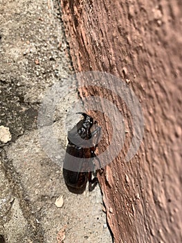 European Rhinoceros beetle discovered in Lekki Lagos Nigeria