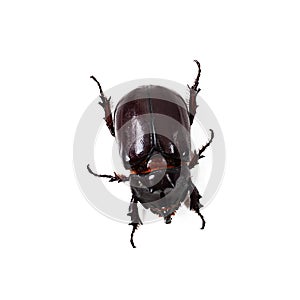 European Rhinoceros Beetle