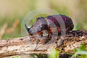 European Rhinoceros Beetle in Grass