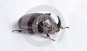 The European rhinoceros beetle or Oryctes nasicornis