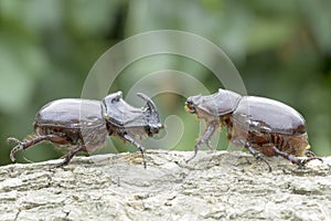 European rhinoceros beetle (Oryctes nasicornis)