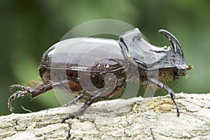 European rhinoceros beetle (Oryctes nasicornis)