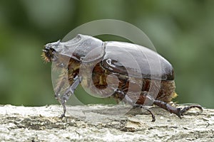 European rhinoceros beetle (Oryctes nasicornis)