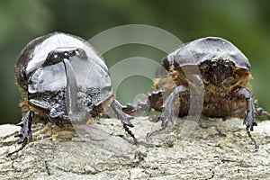 European rhinoceros beetle (Oryctes nasicornis)