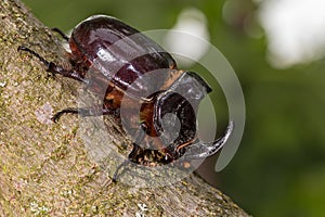 European rhinoceros beetle (Oryctes nasicornis) - insect