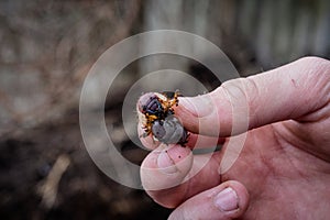 European rhinoceros beetle Oryctes nasicornis larva in hands of gardener while working with compost.