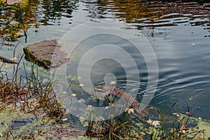 European river otter, Lutra lutra, swimming on back in clear water. Adorable fur coat animal with long tail. Endangered
