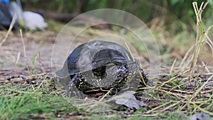 The European River Turtle Lies on the Ground, Emys Orbicularis Close-Up