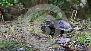 The European River Turtle Lies on the Ground, Emys Orbicularis Close-Up