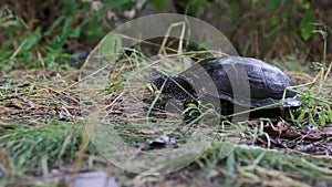 The European River Turtle Lies on the Ground, Emys Orbicularis Close-Up