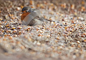 European Robin