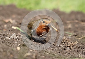 European Robin