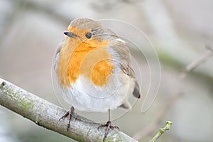 European Robin