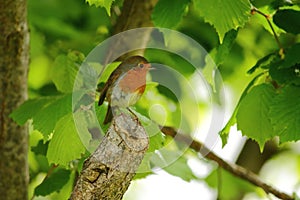 European robin