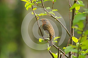 European robin