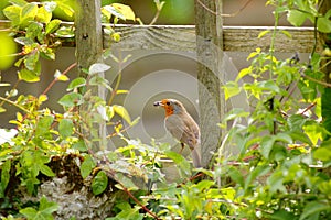 European robin