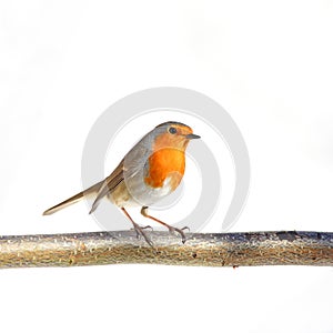 European robin