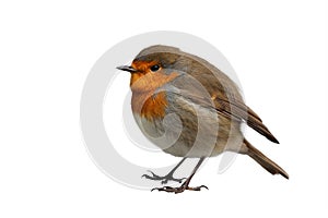 European Robin