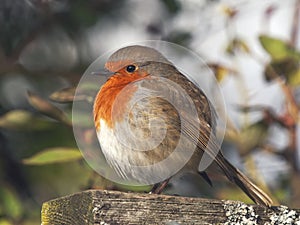 European Robin