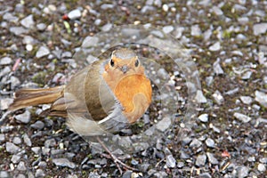 European Robin