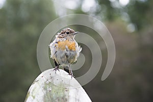 European robin