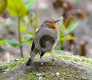 European robin