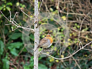 The European robin aka Erithacus rubecula on twig in countryside. Quizzical, facing camera.