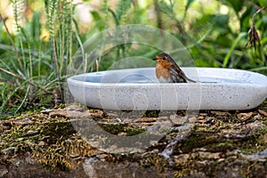 European robin bathing in bird bath