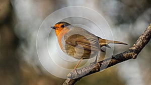 European robin bird