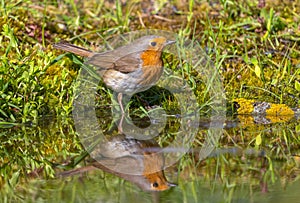 The European robin bird drinks and swims in a forest pond on a hot summer day