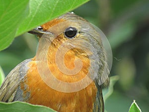 European Robin bird peeking through the leaves