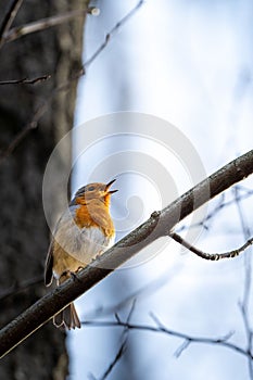 European robin bird perched atop a sun-drenched tree branch.